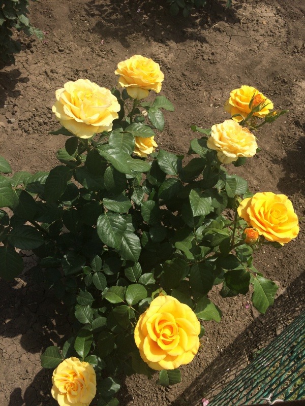 F62328E7-1409-4E3B-A011-385E5B2FDD9D