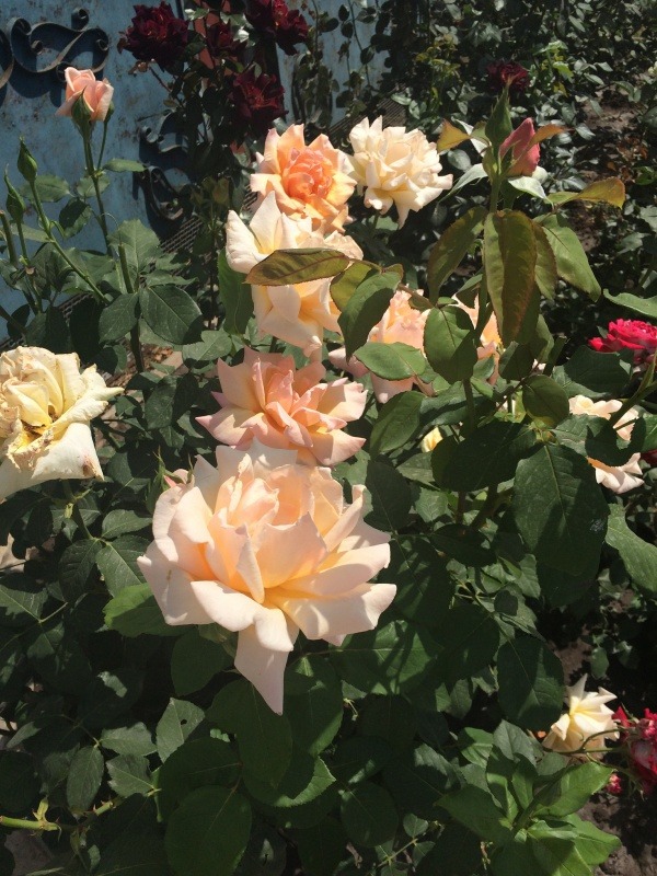 C0955A31-0D6D-4FE2-8F46-58F673D6E132