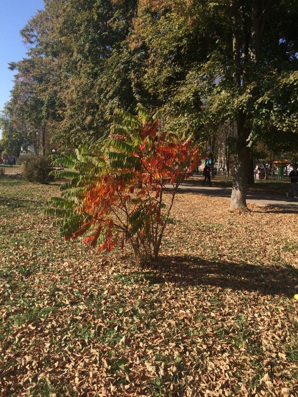 F5CEEB92-78C0-4E1E-90C9-B90F999890F2