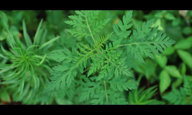 maxresdefault-3-750x450