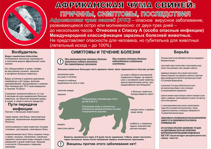 Памятка по Африканской чуме свиней!!!!