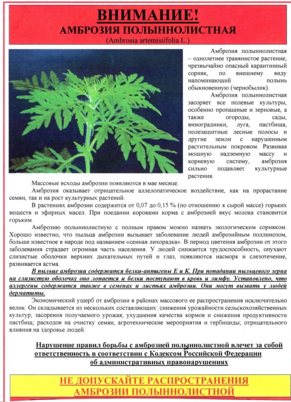 ВАЖНО! НЕ ДОПУСКАЙТЕ РАСПРОСТРАНЕНИЕ АМБРОЗИИ ПОЛЫННОЛИСТНОЙ!