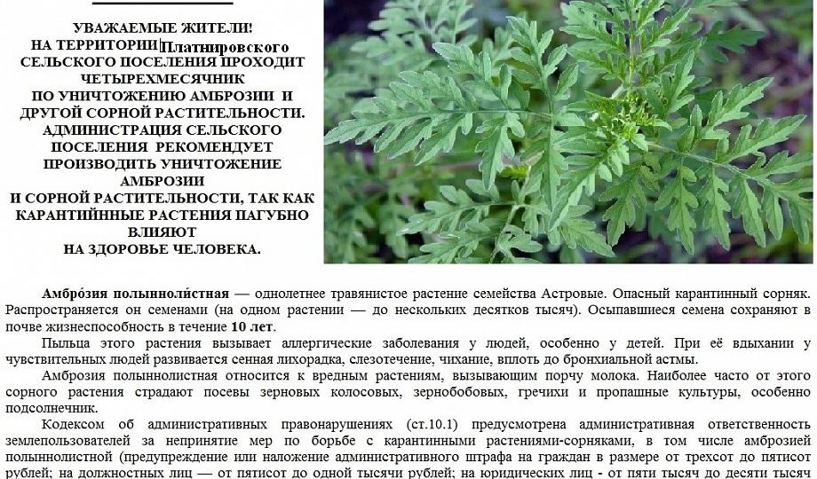ОСТОРОЖНО АМБРОЗИЯ!