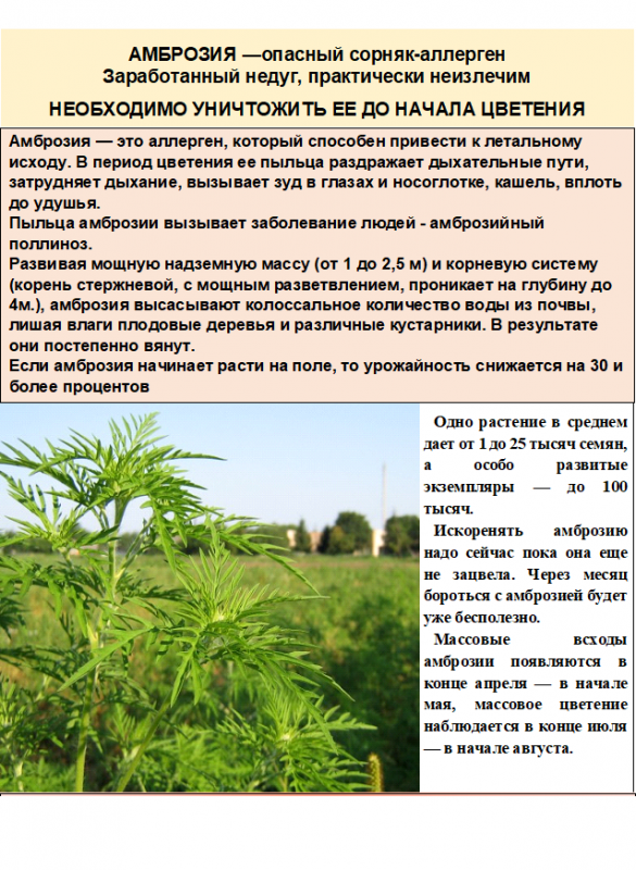 МАССОВОЕ ЦВЕТЕНИЕ АМБРОЗИИ!