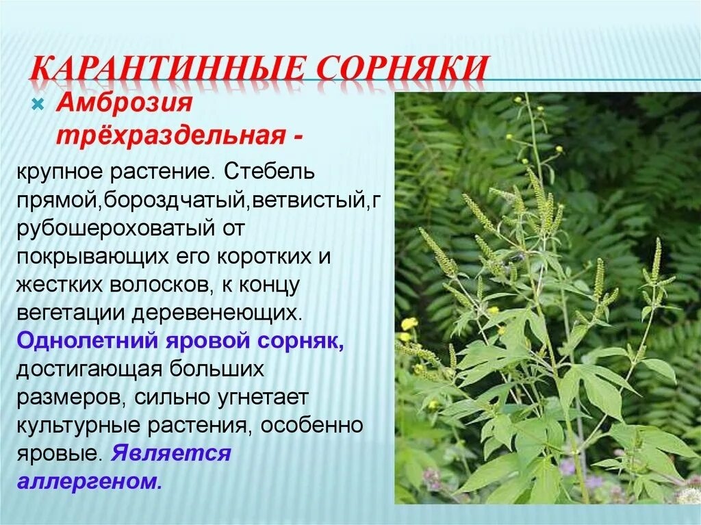 АМБРОЗИЯ! КАРАНТИННЫЙ СОРНЯК