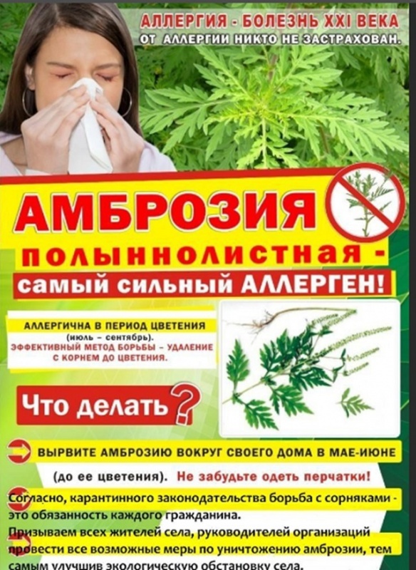 АМБРОЗИЯ САМЫЙ СИЛЬНЫЙ АЛЛЕРГЕН!