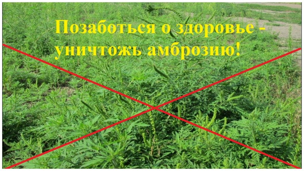 ОСТОРОЖНО, АБРОЗИЯ!