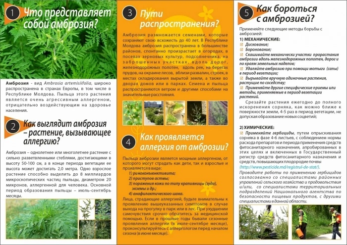БОРЬБА С АМБРОЗИЕЙ